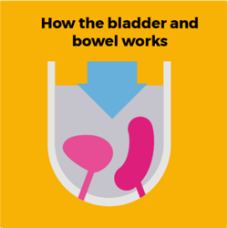 How-bladder-and-bowel-works